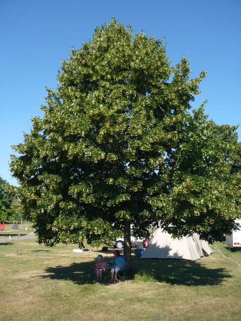 P1110355.JPG